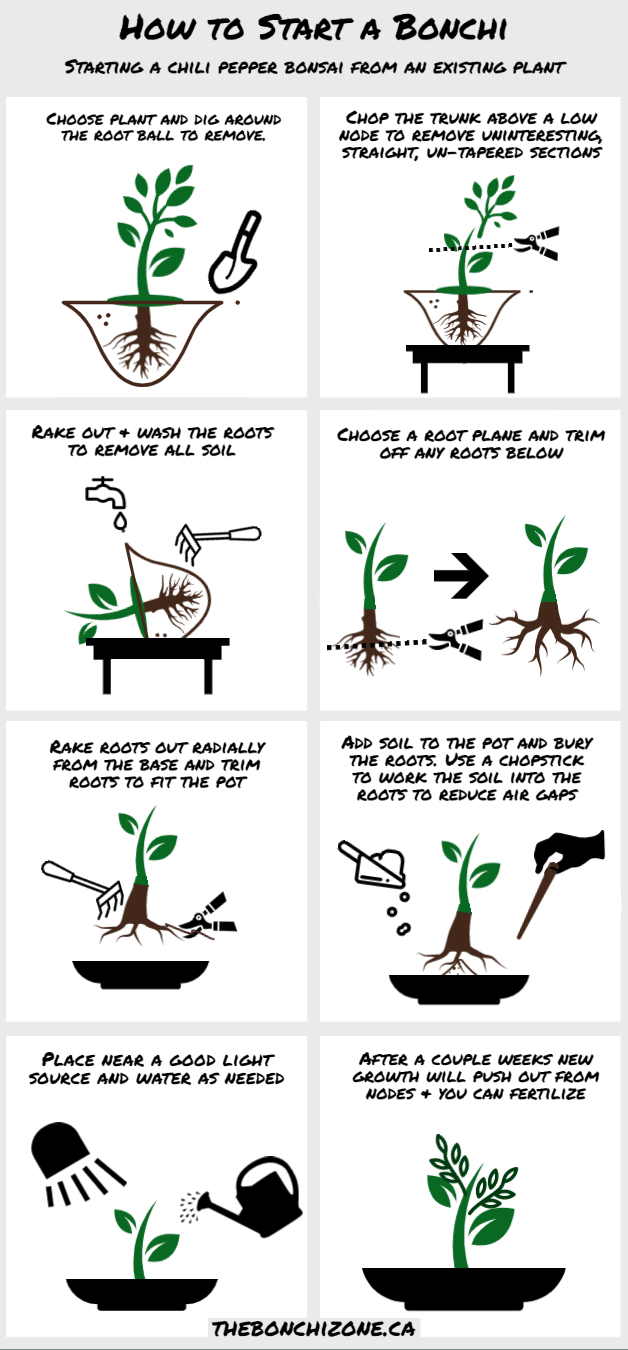 Couper un bonsaï - instructions simples